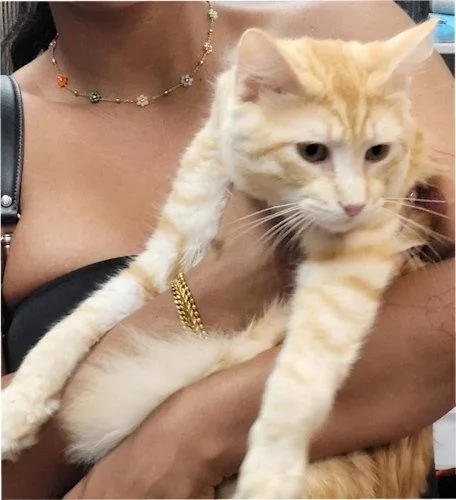 An adult medium-sized male Domestic Long Hair cat named Tango  PSP for adoption in Oakland Park, FL
