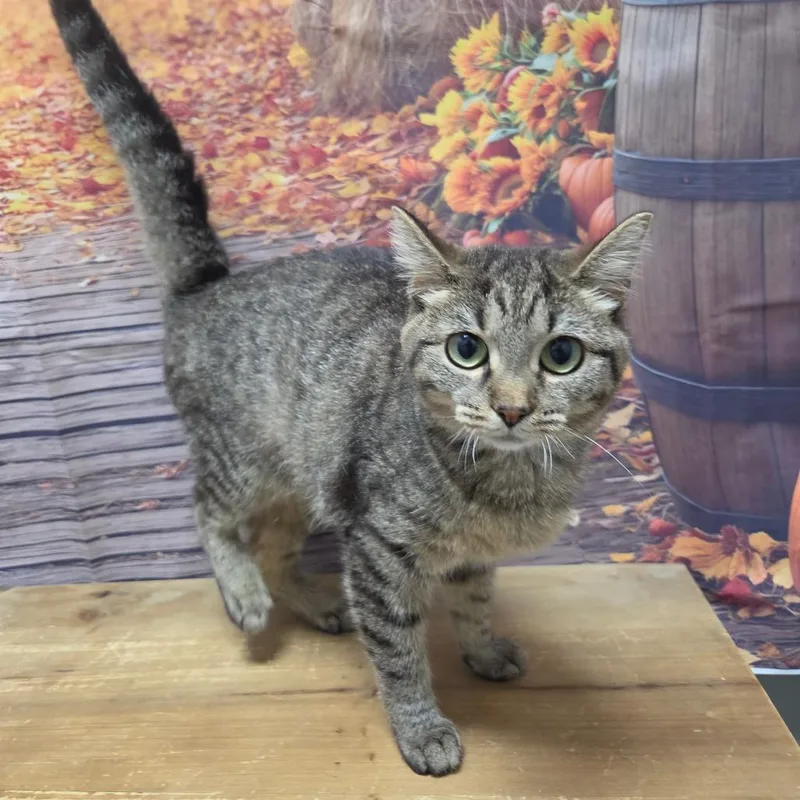 A young medium-sized female Domestic Short Hair cat named Robin for adoption in Normal, IL