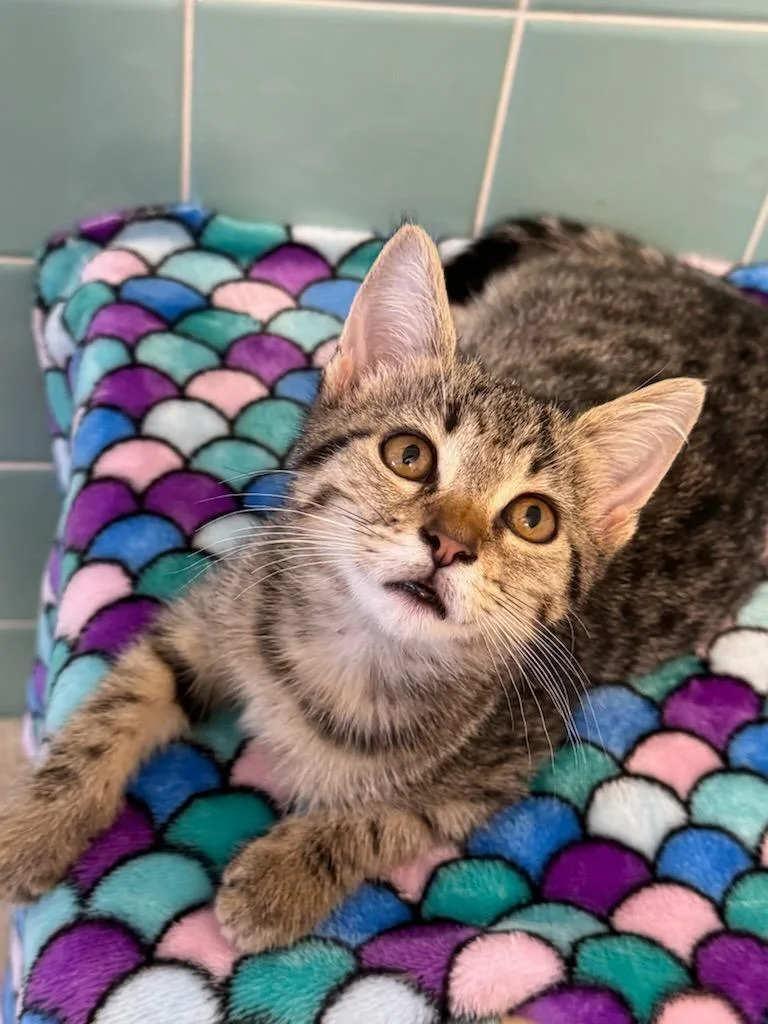 A baby small-sized female Domestic Short Hair cat named Lilly for adoption in Richland Hills, TX