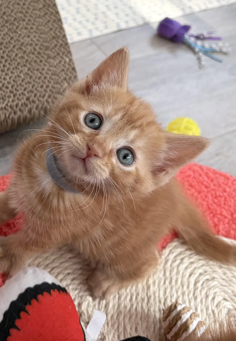 A baby small-sized male Domestic Short Hair cat named Nala Simba & Timon for adoption in Ardsley, NY