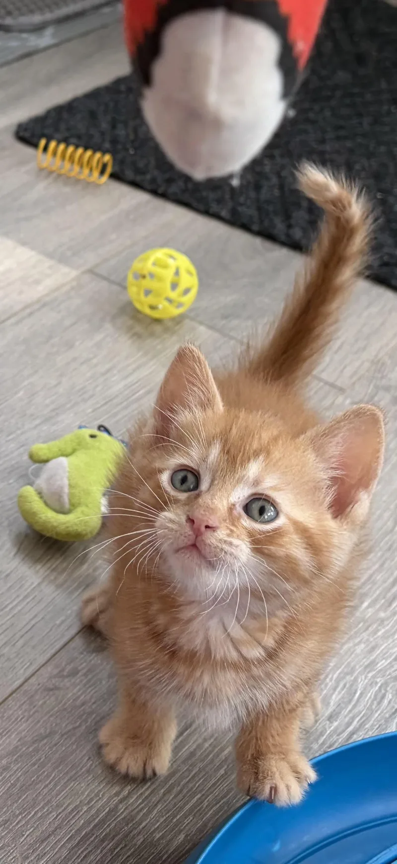 Nala Simba & Timon thumbnail 2