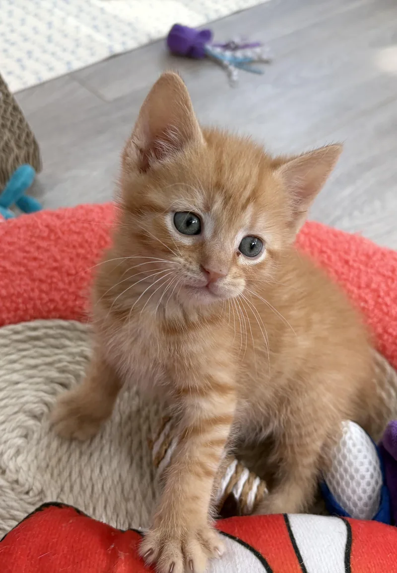 Nala Simba & Timon thumbnail 3