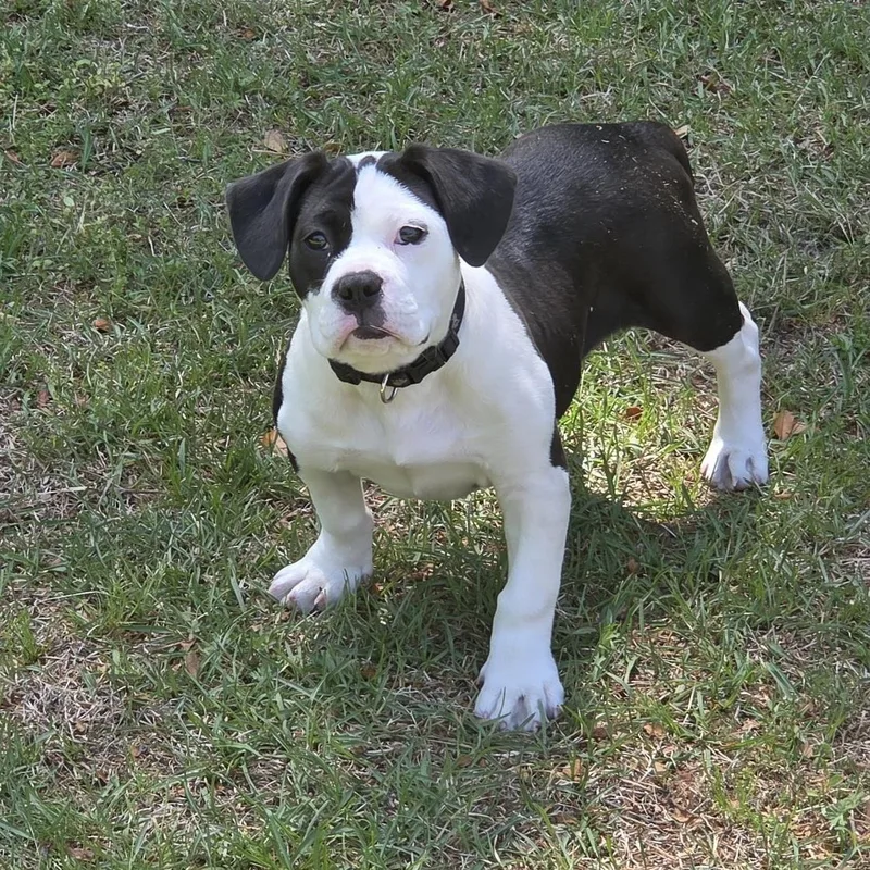 A young small-sized female White / Cream Mixed Breed dog named Dottie for adoption in Carthage, NC