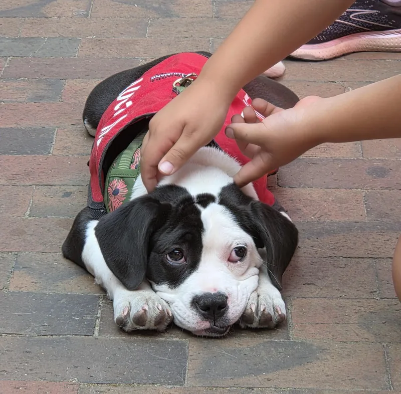 Dottie thumbnail 3