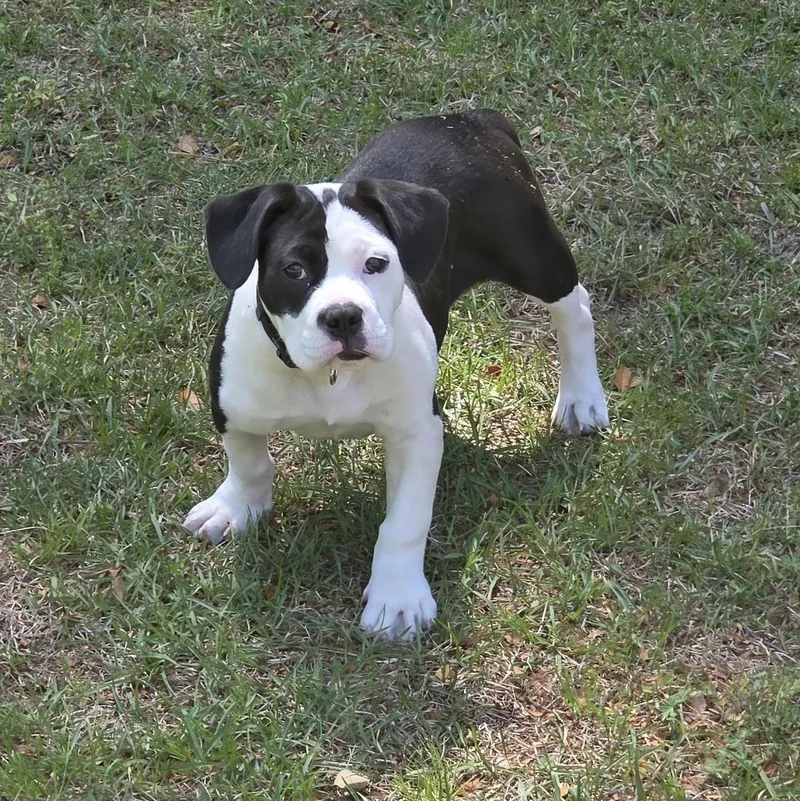 Dottie thumbnail 4