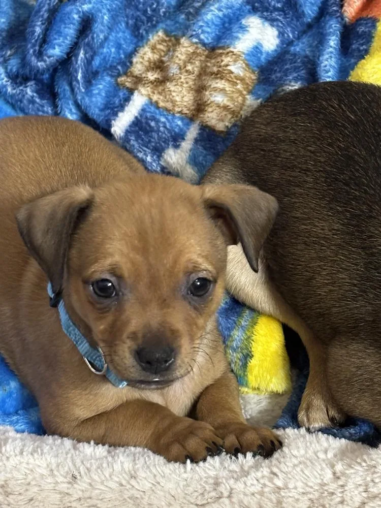 A baby small-sized female Terrier dog named Water  Rumor for adoption in Lakeland, FL
