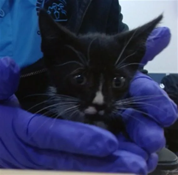 A baby small-sized female Domestic Short Hair cat named Anne for adoption in Miami, FL