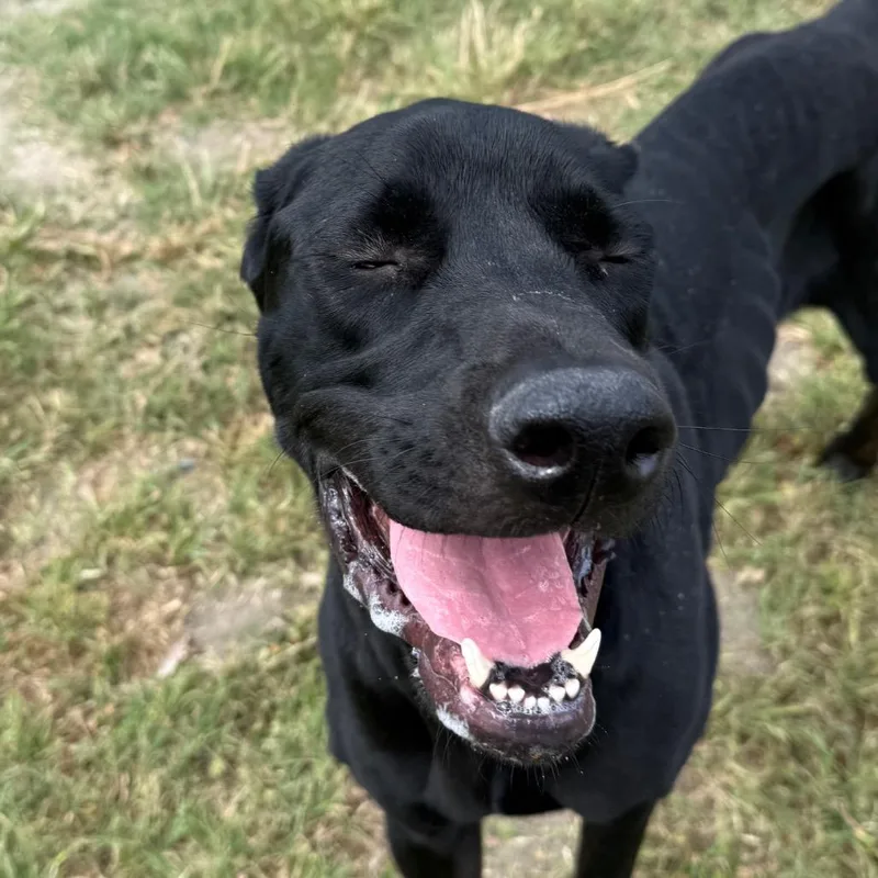 An adult large-sized female Black Labrador Retriever dog named Spirit for adoption in San Jacinto, CA