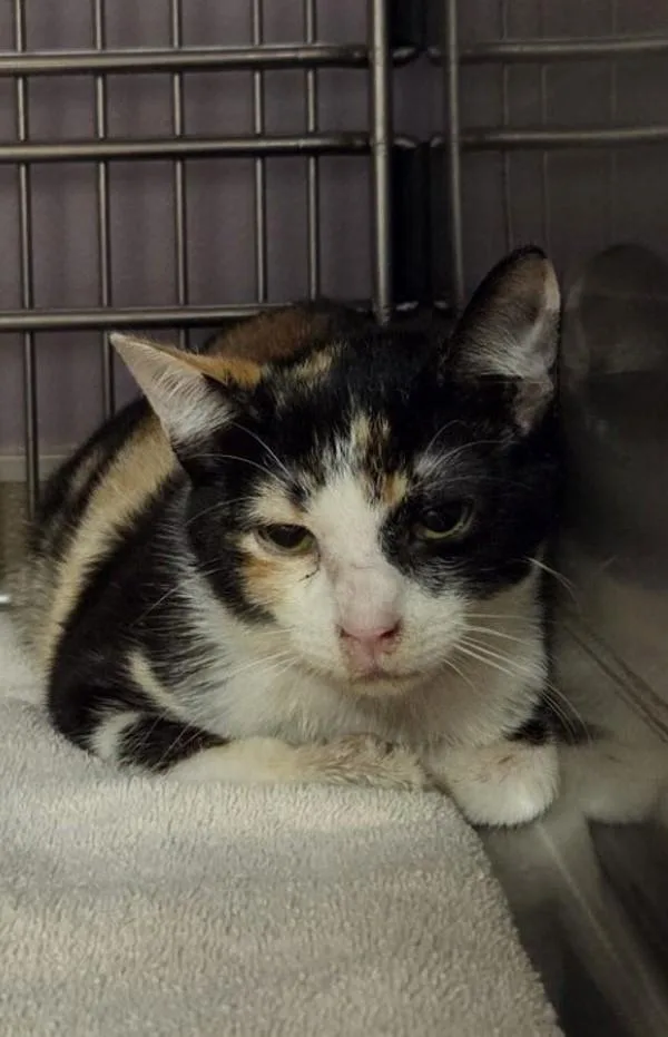 A young medium-sized female Domestic Short Hair cat named River Song for adoption in Vancouver, WA