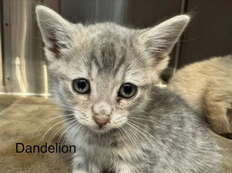 Dandelion