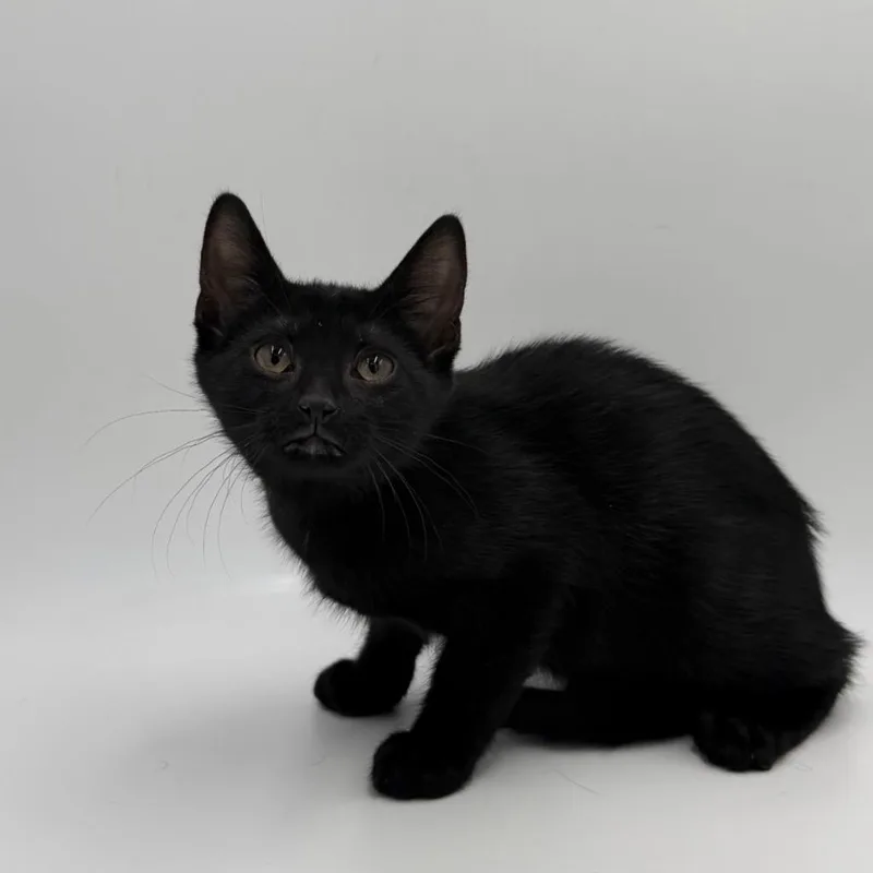 A baby medium-sized female Domestic Short Hair cat named Nina for adoption in State College, PA