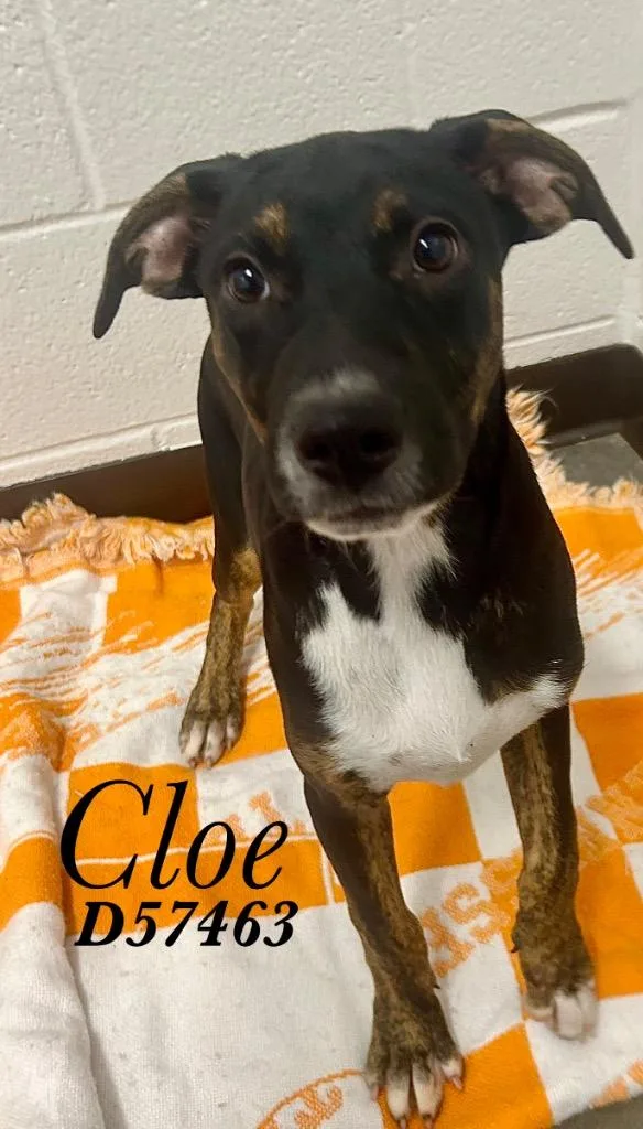 Cloe