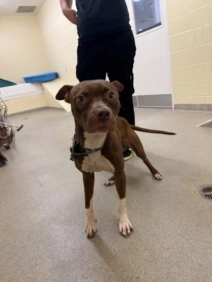 An adult medium-sized male Mixed Breed dog named Syrup for adoption in Vero Beach, FL