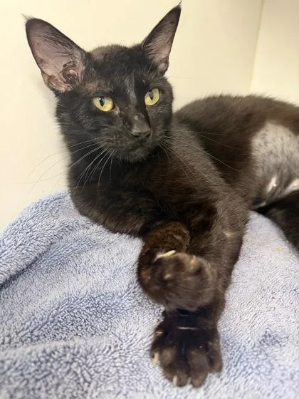 An adult medium-sized female Domestic Short Hair cat named Darling for adoption in Savannah, GA
