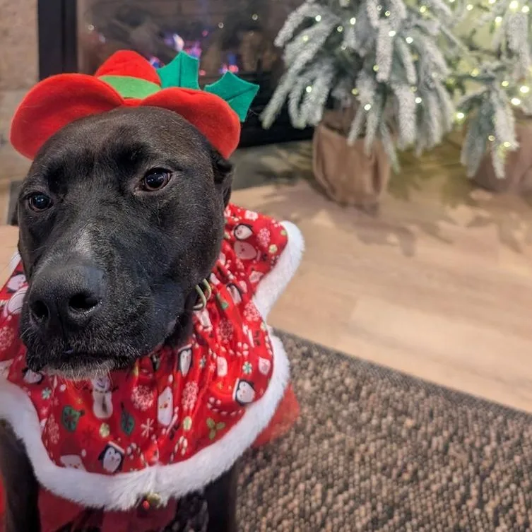 Sarah Jessica Barker thumbnail 2