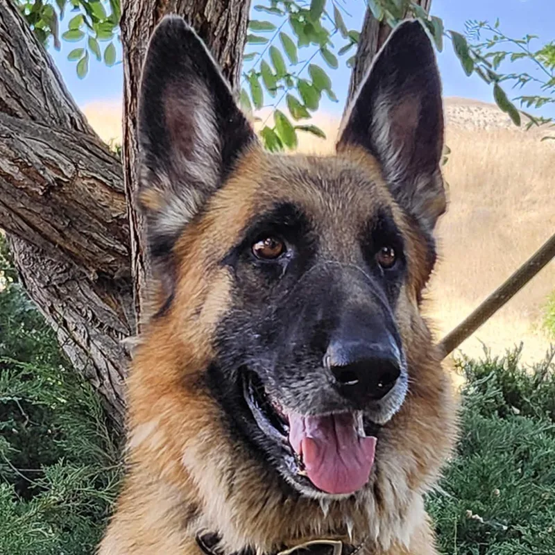 Atlas