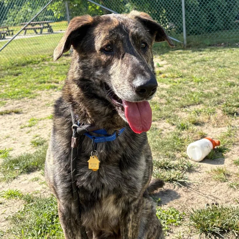 An adult large-sized male Brown / Chocolate Shepherd dog named Elijah for adoption in Newark, NJ