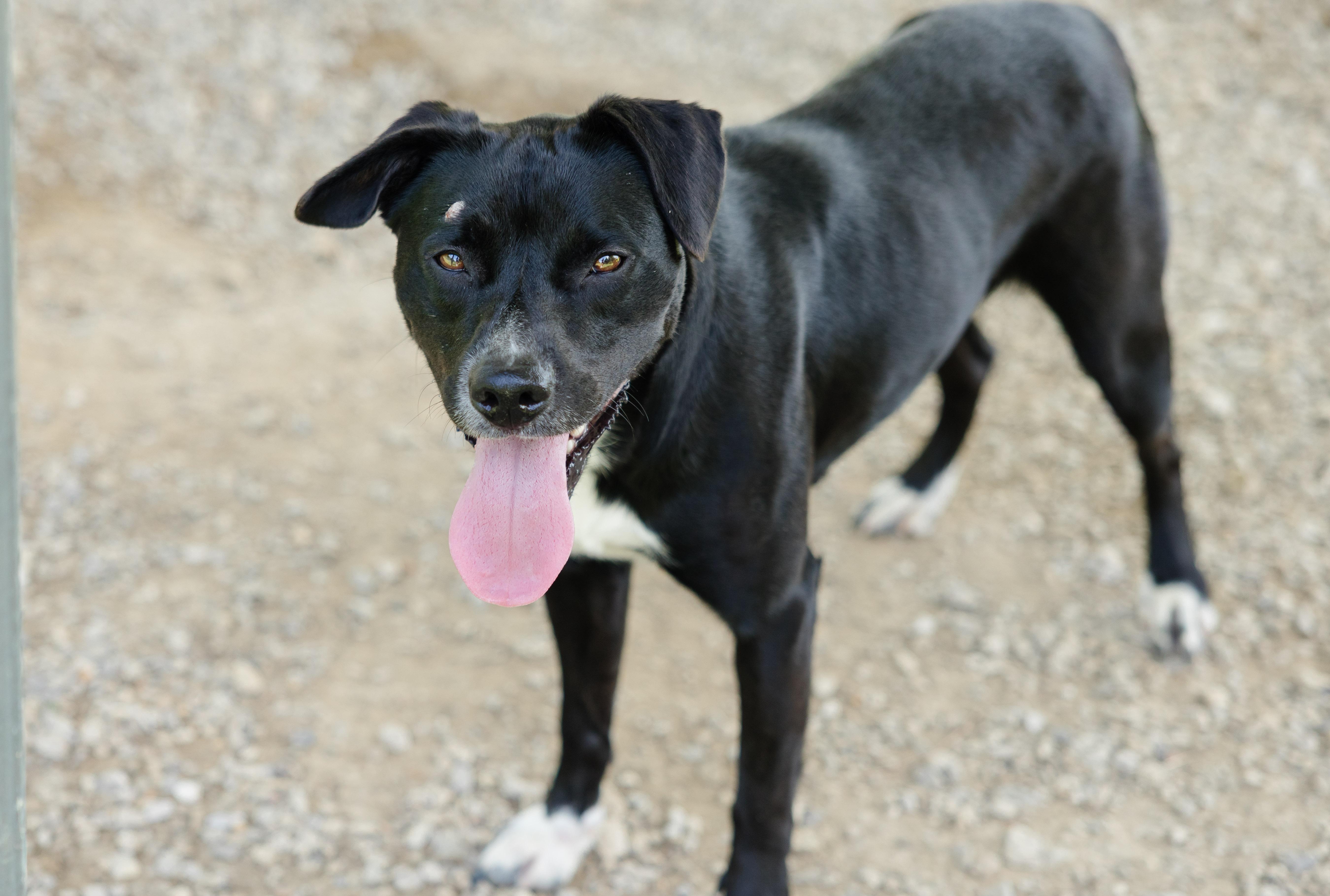 An adult medium-sized female Labrador Retriever dog named Laguna for adoption in Newburgh, IN