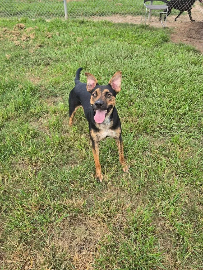 Rascal