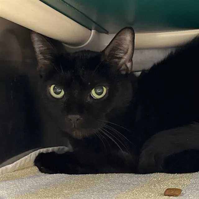 An adult medium-sized female Domestic Short Hair cat named Princess for adoption in Las Vegas, NV