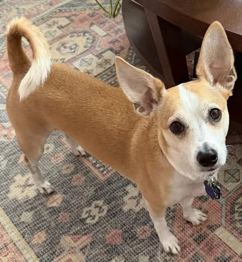 An adult small-sized male Chihuahua dog named Lucky for adoption in Woodland, CA