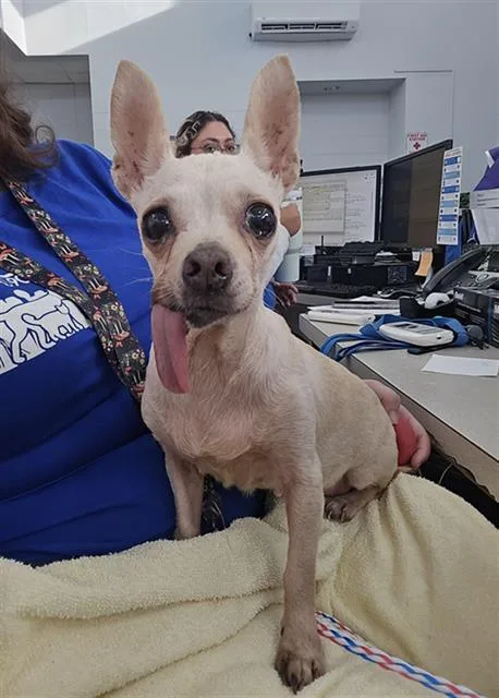 A senior small-sized female Mixed Breed dog named Chloe for adoption in Dallas, TX