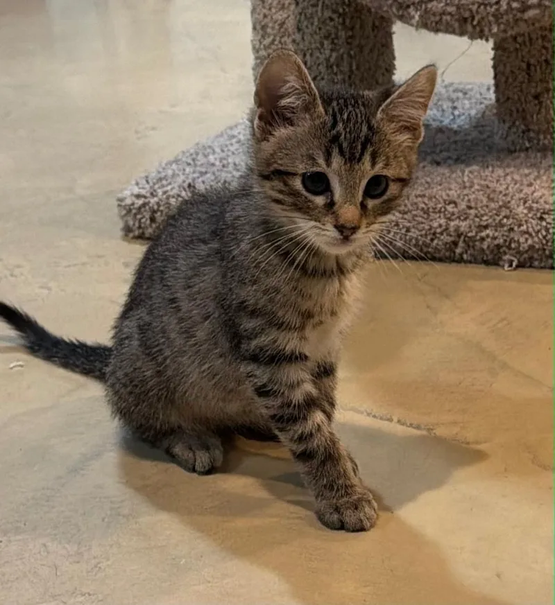 A baby medium-sized male Tabby (Brown / Chocolate) Domestic Short Hair cat named Tiger for adoption in Lincoln, NE