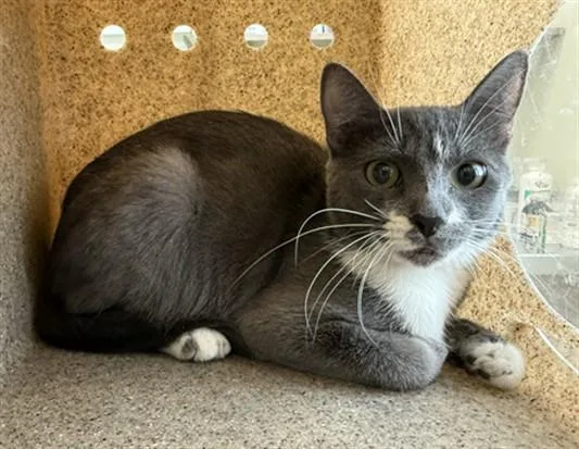 A young large-sized female Domestic Short Hair cat named Taitum for adoption in Lancaster, CA