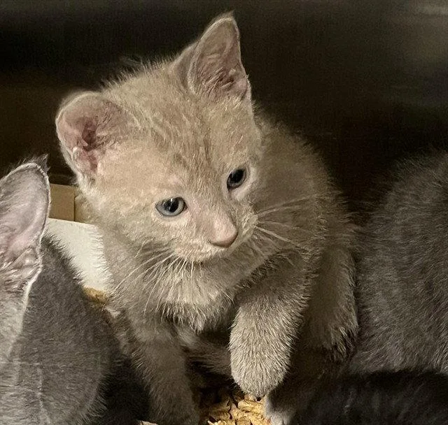 A baby small-sized male Domestic Short Hair cat named Buzz for adoption in Tavares, FL