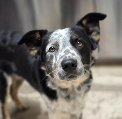 An adult medium-sized male Black Border Collie dog named Tim for adoption in Fort Collins, CO