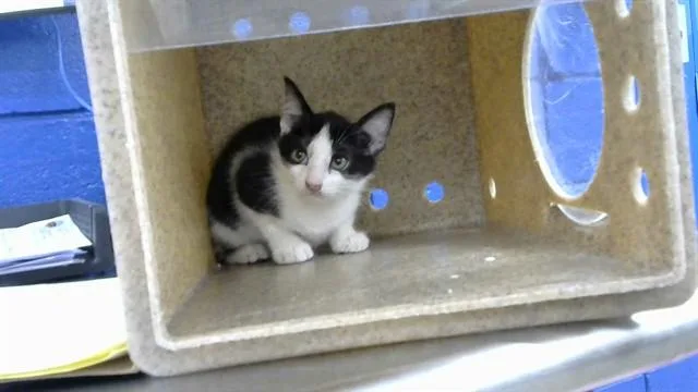 A baby small-sized male Domestic Short Hair cat named Nero for adoption in Albuquerque, NM