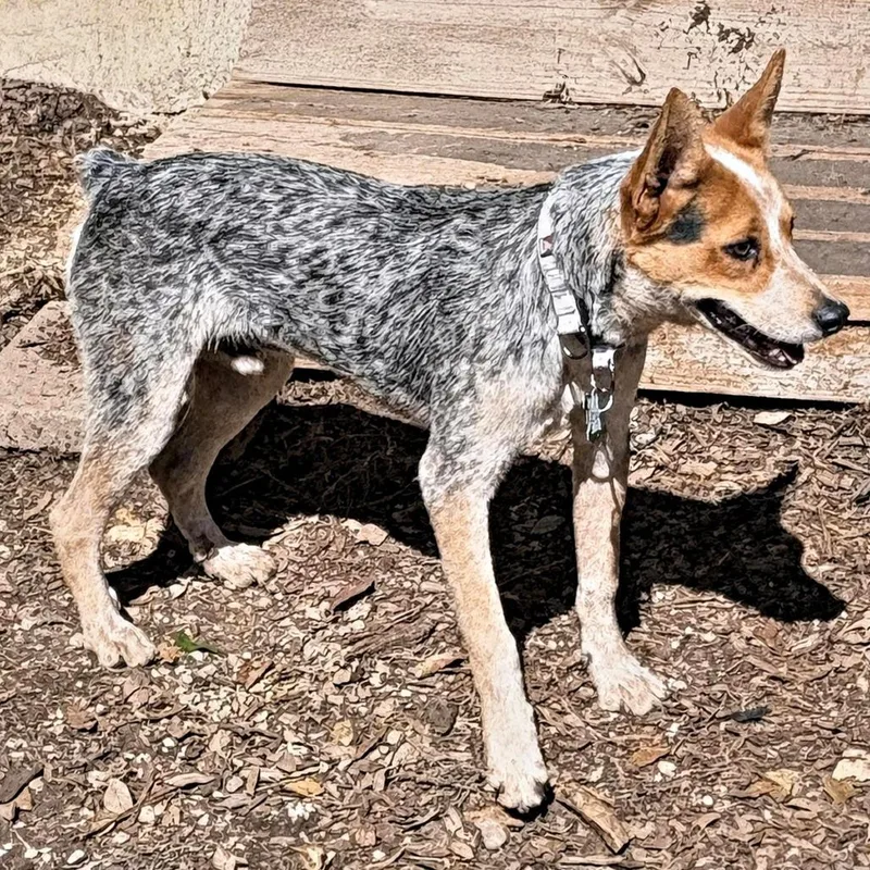 A young small-sized male Gray / Blue / Silver Cattle Dog dog named Vance for adoption in Boerne, TX