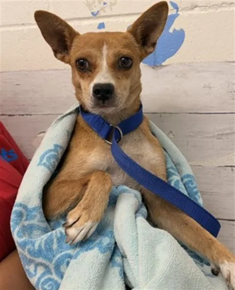 An adult small-sized female Chihuahua dog named Sasha for adoption in San Bernardino, CA