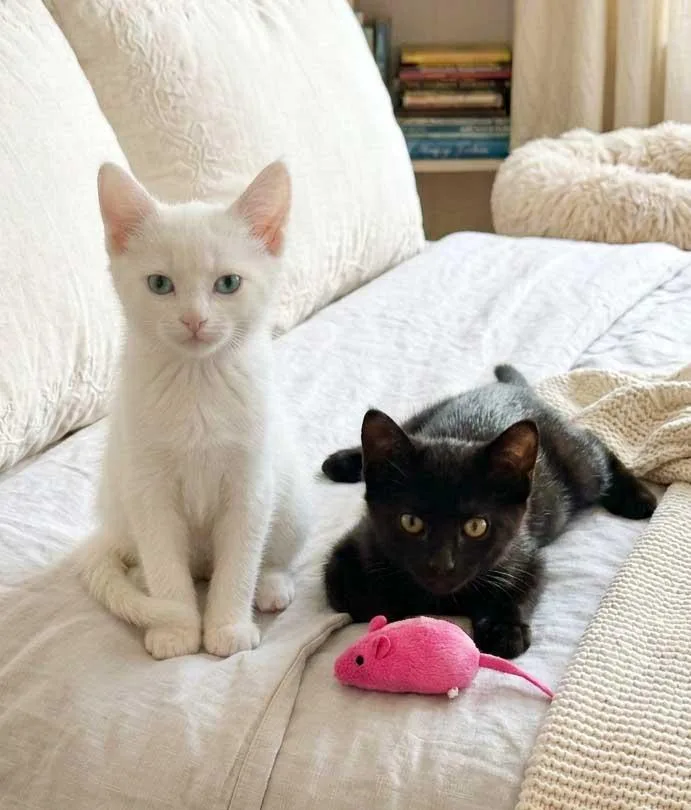 Olive and Finn thumbnail 3