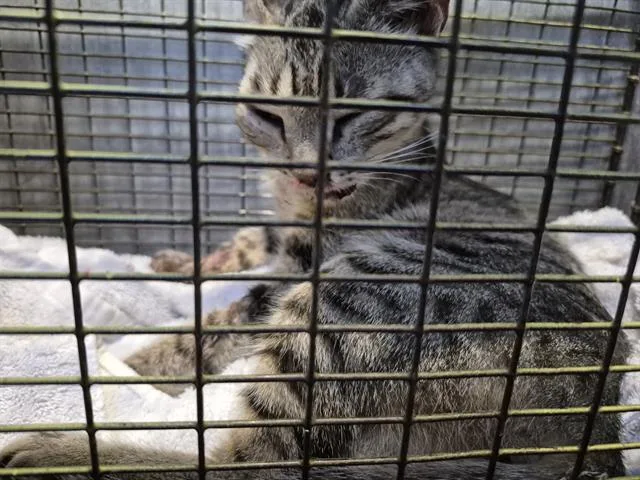 A young medium-sized female Domestic Short Hair cat named Freya for adoption in San Antonio, TX