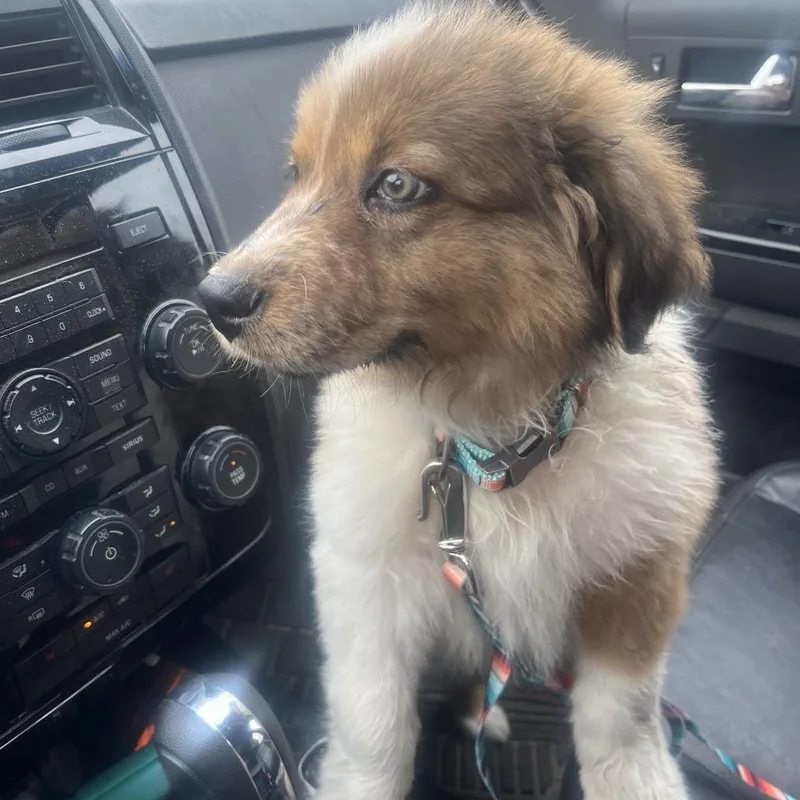 A baby small-sized male Brown / Chocolate Cattle Dog dog named Tarot D for adoption in Princeton, MN