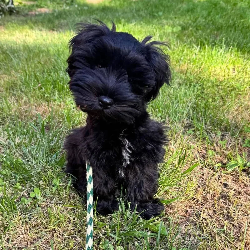 A baby small-sized male Black Schnauzer dog named Ollie for adoption in Troy, VA