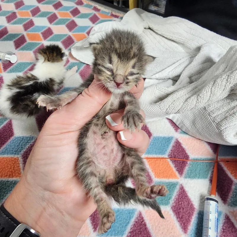 A baby small-sized female Gray / Blue / Silver American Shorthair cat named Bean for adoption in Milton, FL
