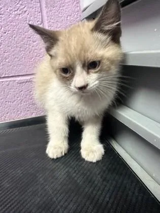 A baby small-sized male Brown / Chocolate Siamese cat named Phantom for adoption in El Paso, TX