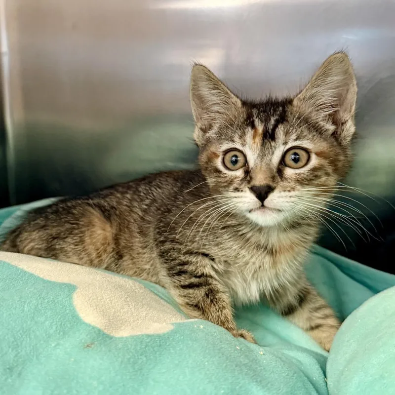 A baby small-sized female Brown / Chocolate Domestic Medium Hair cat named Maestra for adoption in Palm Springs, CA