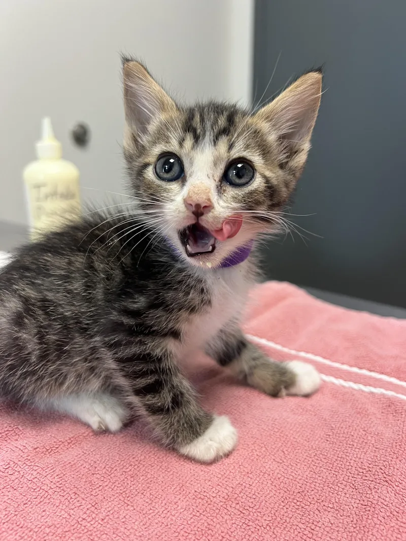 A baby small-sized male Domestic Short Hair cat named Brandon for adoption in Chico, CA
