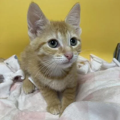 A baby small-sized female Domestic Short Hair cat named Paprika for adoption in Janesville, WI