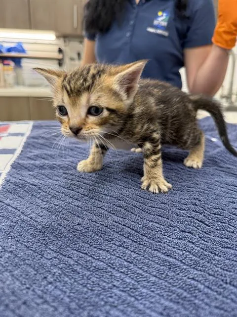 A baby small-sized male Domestic Short Hair cat named Bruno for adoption in Baytown, TX