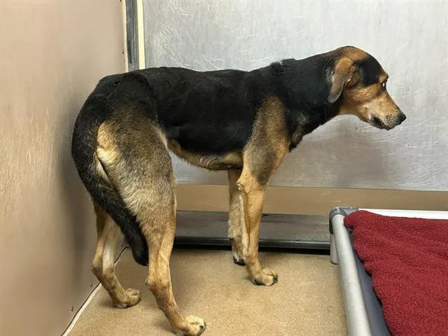 An adult large-sized male German Shepherd Dog dog named Cosmo for adoption in Martinez, CA