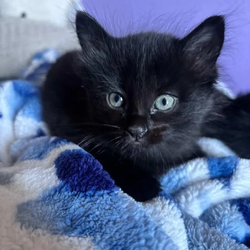 Blackberry thumbnail 2