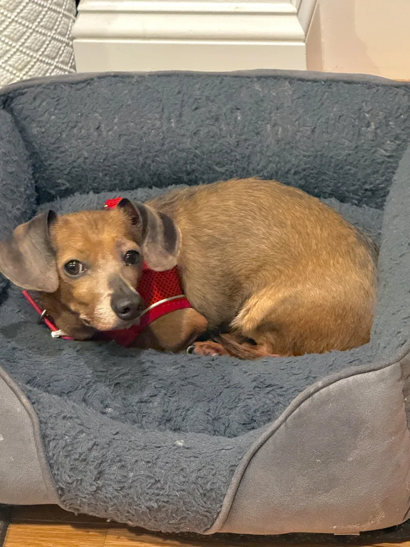 An adult small-sized female Brown / Chocolate Chiweenie dog named Piglet for adoption in Stamford, CT