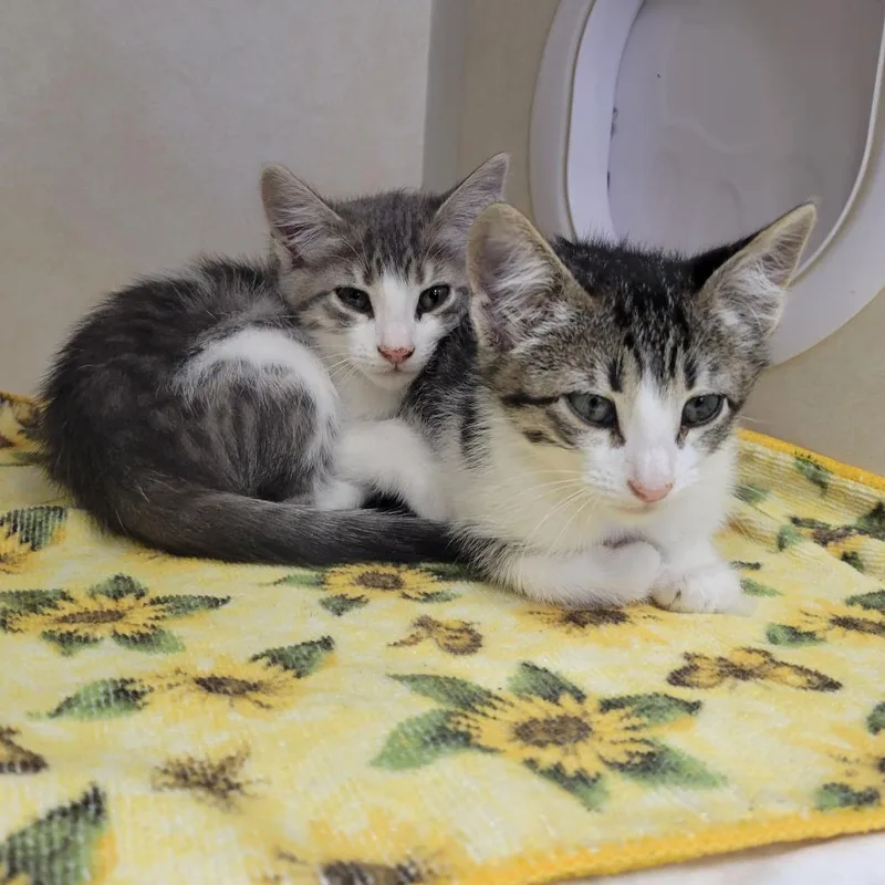 A baby small-sized male Brown / Chocolate Domestic Short Hair cat named Malware for adoption in Westminster, CA