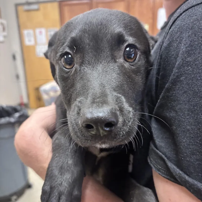 A baby small-sized male Black Labrador Retriever dog named Monsoon  U for adoption in Tupelo, MS