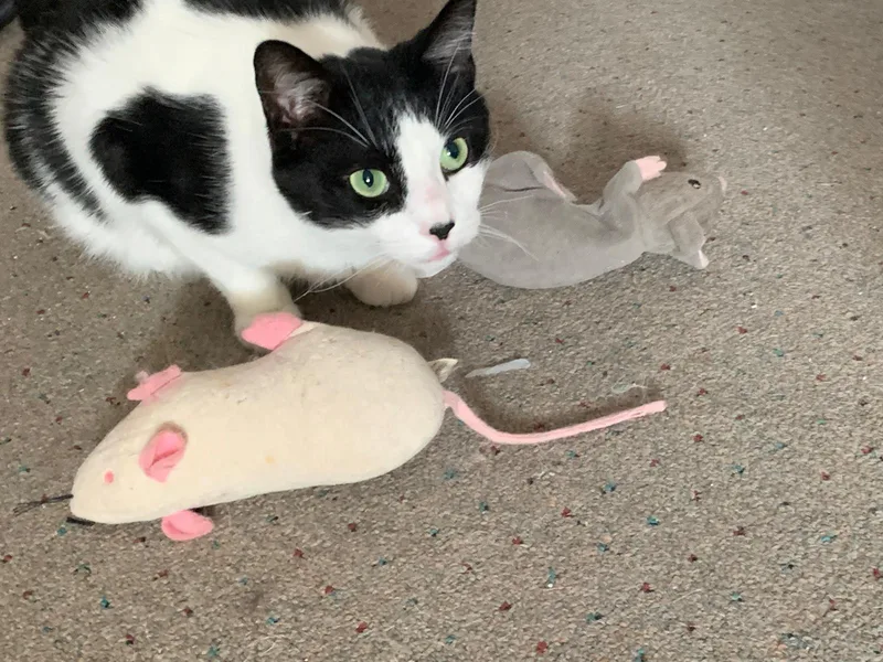 An adult medium-sized male Black & White / Tuxedo Domestic Short Hair cat named Joel for adoption in Brooklyn, NY