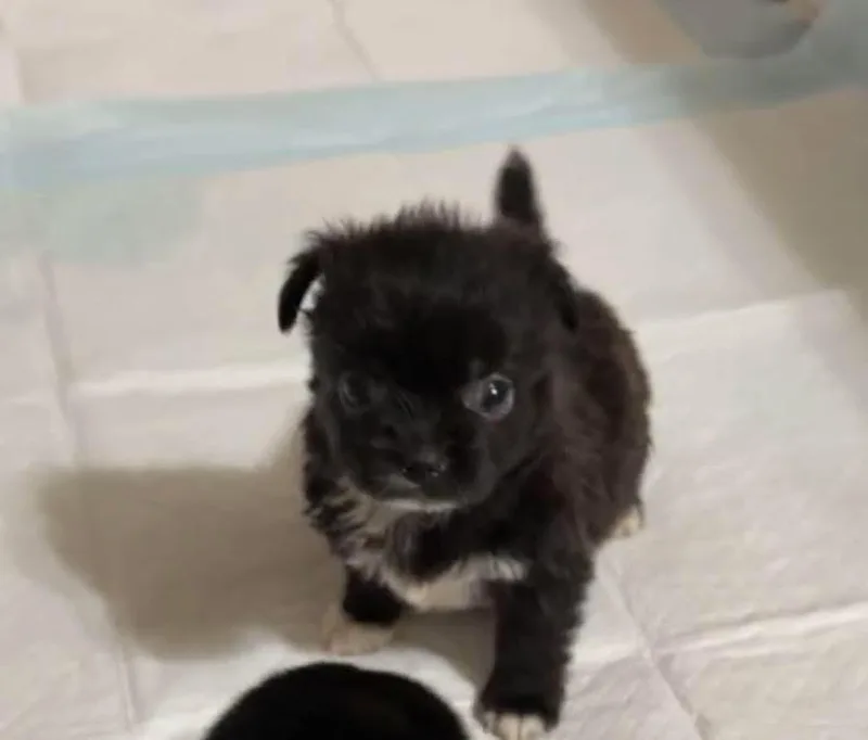 A baby small-sized male Tricolor (Brown, Black, & White) Pomeranian dog named Rocket for adoption in Middletown, CT